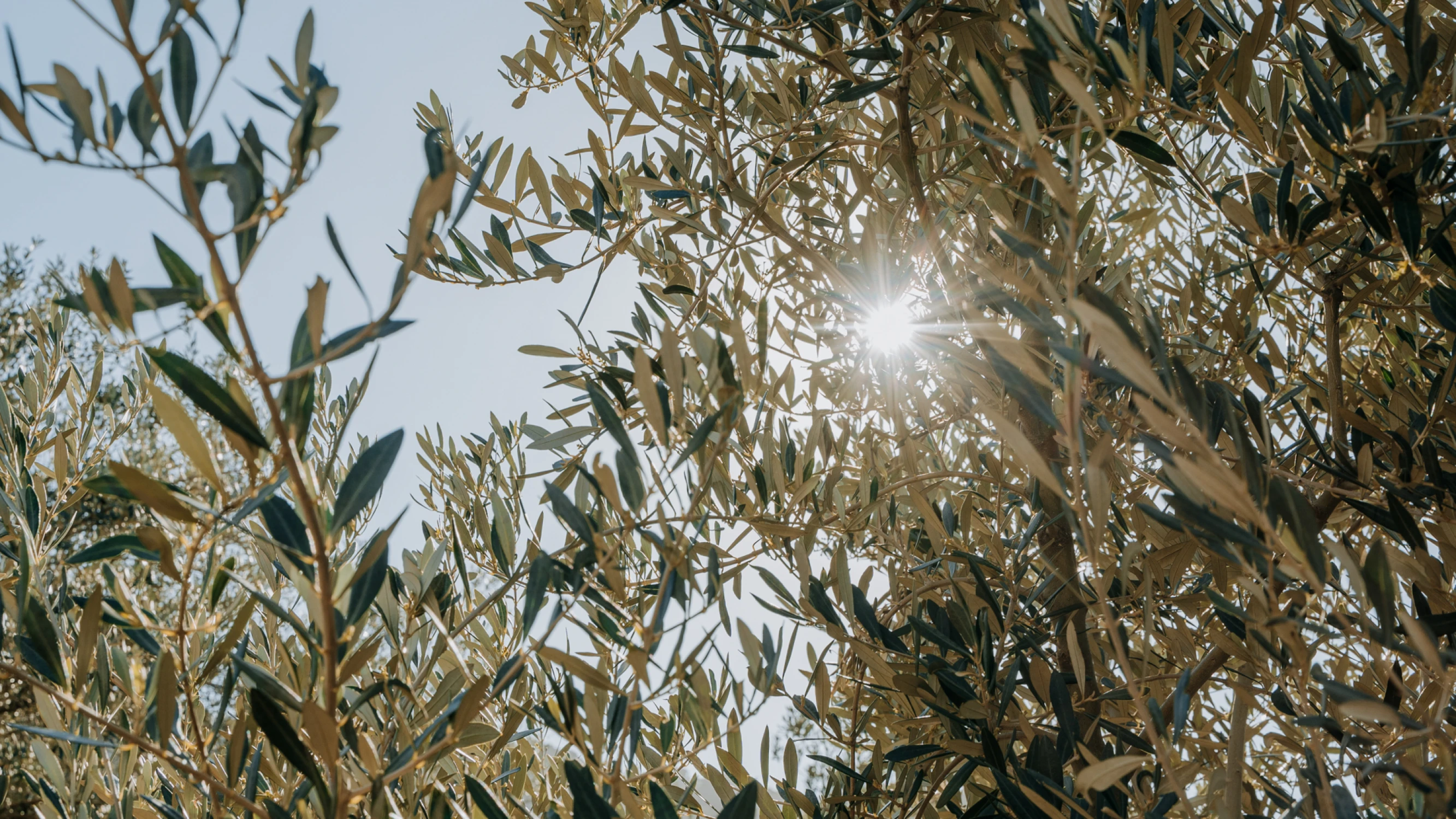Sunlight shimmering through the leaves of a Mediterranean olive tree in Mallorca